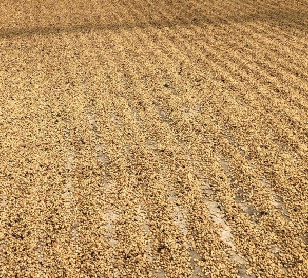 SPECIAL COFFEE Image