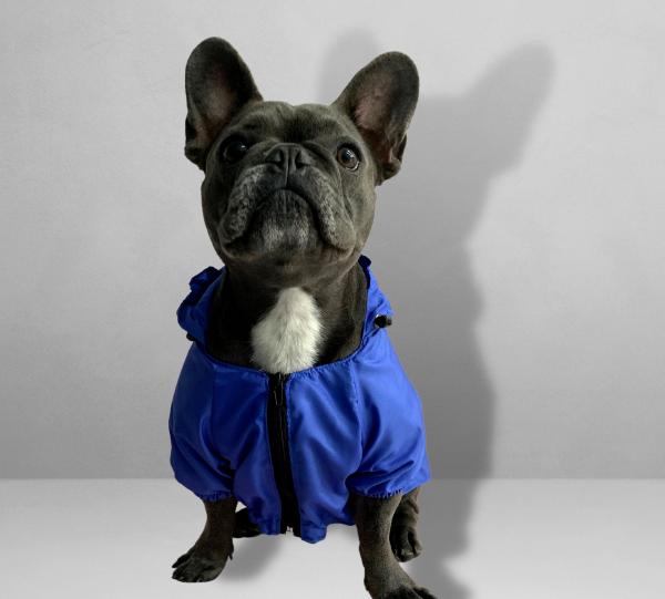 PET JACKET DOG & CAT Image