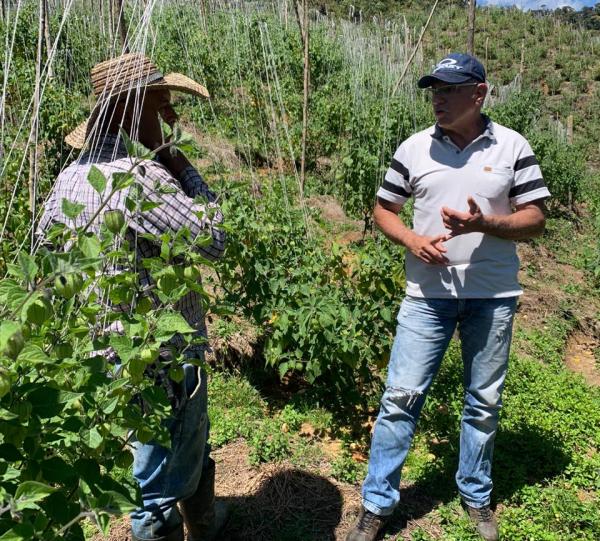 Goldenberry / Physalis Image