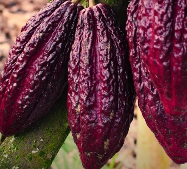 COCOA BEANS Image