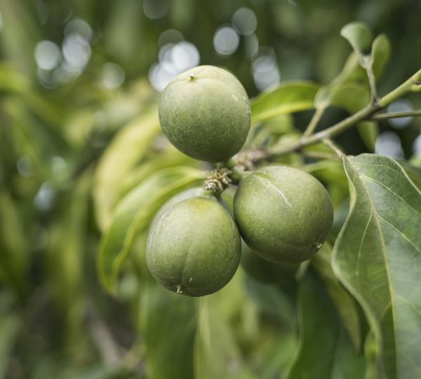 100% cacay oil Image