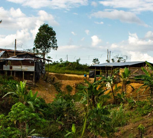 Artemisia (short film documentary/animation) Image