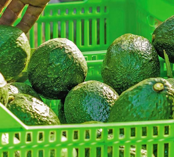 Hass Avocado - Persea Americana (Mill) Image