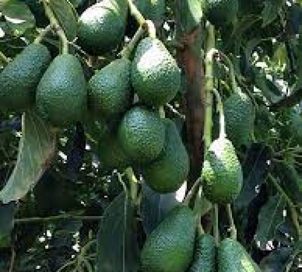 AVOCADO HASS Image