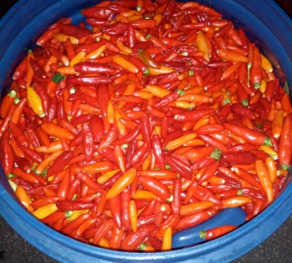 AJI TABASCO PROCESSED IN PASTA Image