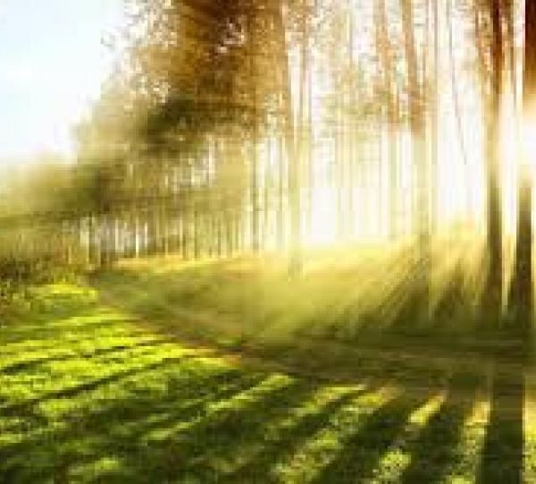 Environmental Consulting Image