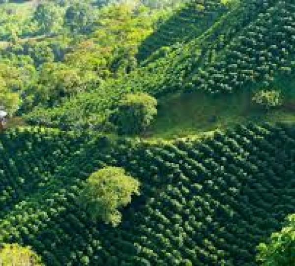 Environmental Consulting Image