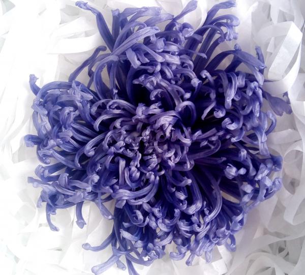 Different varieties of preserved flowers and foliage - Wide range of colors Image