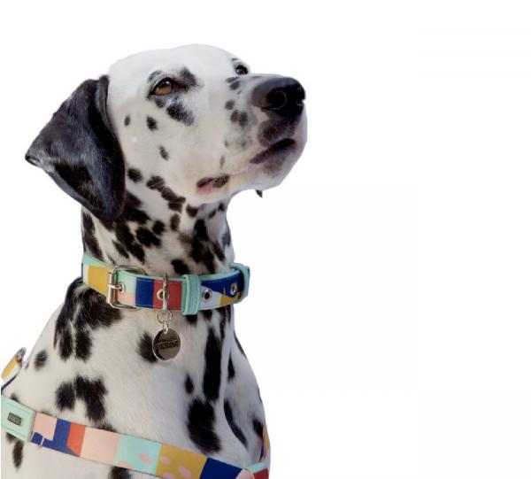 Canvas and Vegan Leather Collar - ABSTRACT CITY Collection Image