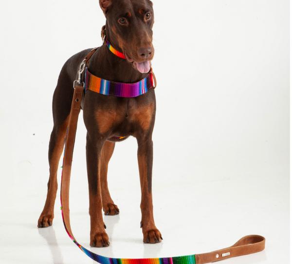 Maya dog Leash Image