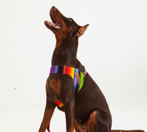Maya dog Harness Image