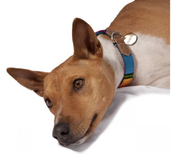 Artisan Maya dog collar Image
