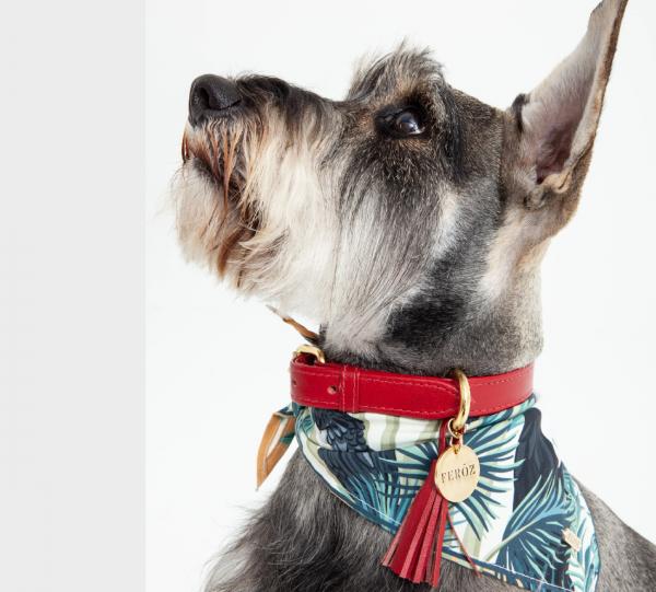 Dog Leather Collar Image