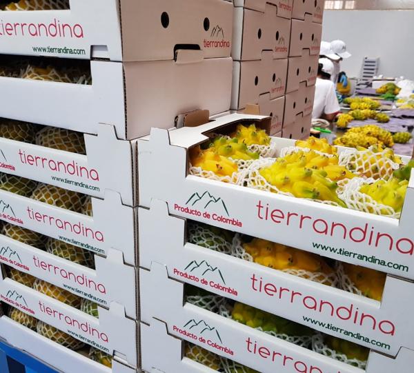 Yellow Dragon Fruit - Selenicereus megalanthus Image