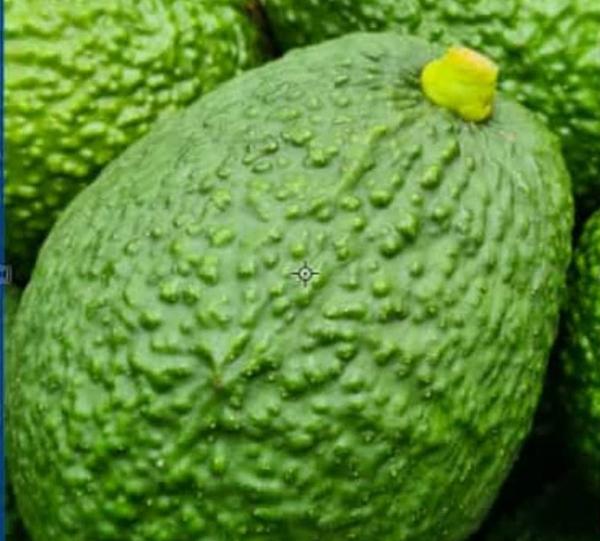 Hass avocado Image