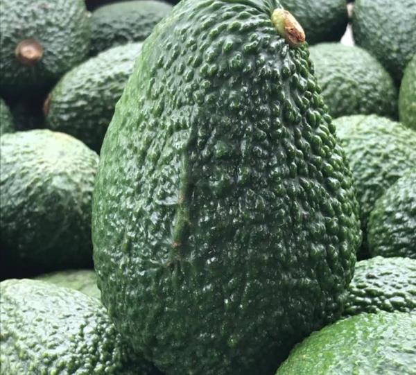 Hass avocado Image