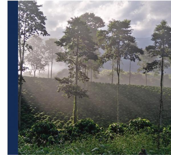 GREEN COFFEE - REGIONAL BLEND - 84 pts Image