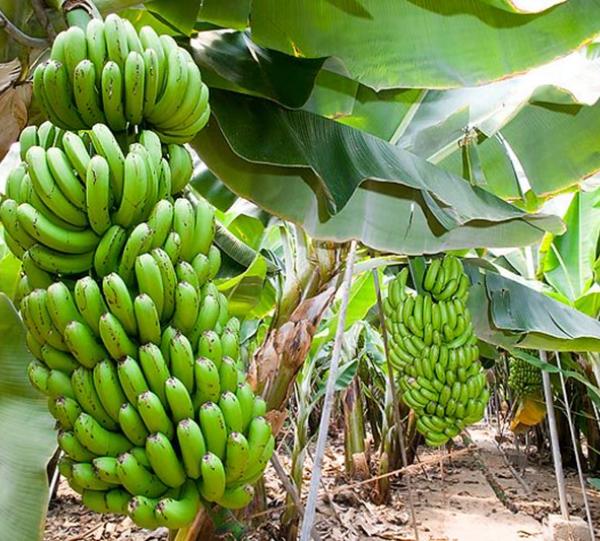 Cavendish Banana Image