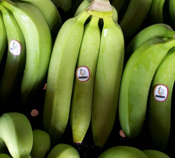 Cavendish Banana Image