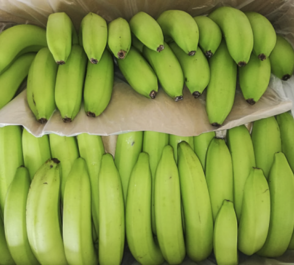 CAVENDISH BANANA Image