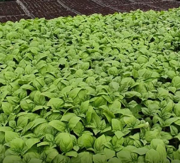 Fresh basil Image