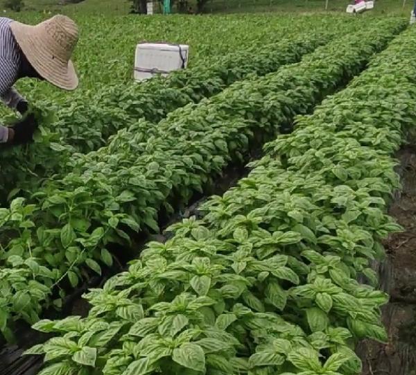Fresh basil Image