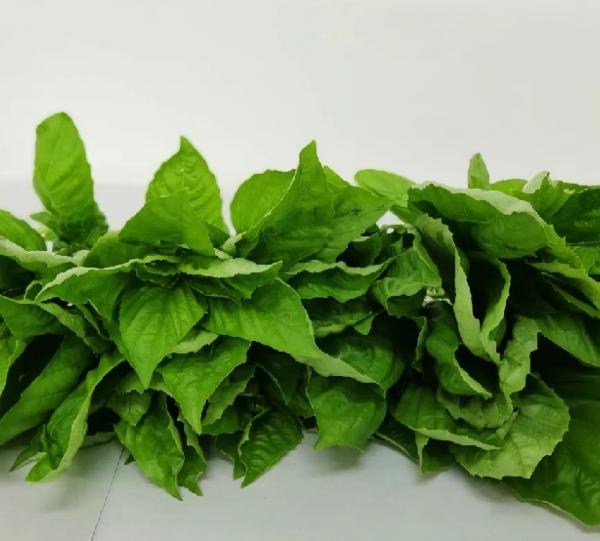 Fresh basil Image
