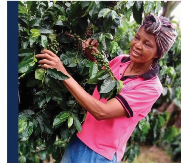 GREEN COFFEE - AFROCOLOMBIAN PRODUCERS Image