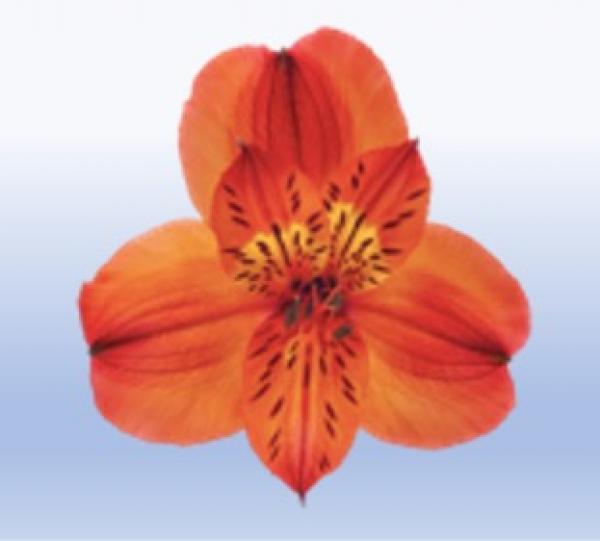 Alstroemeria Image