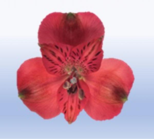 Alstroemeria Image