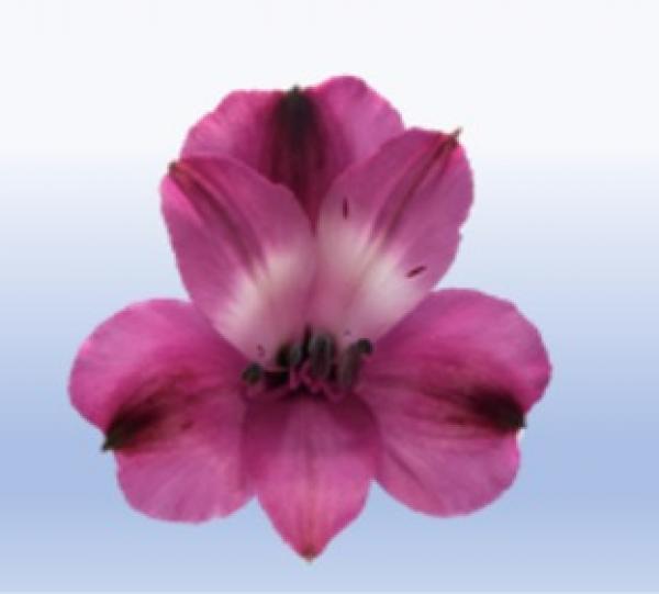 Alstroemeria Image