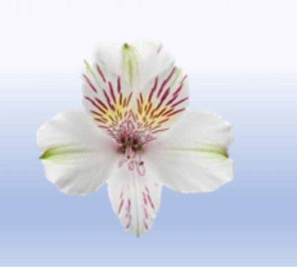 Alstroemeria Image