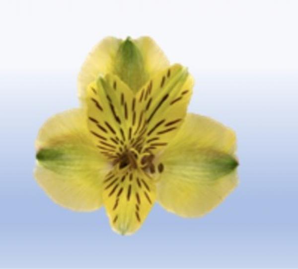 Alstroemeria Image