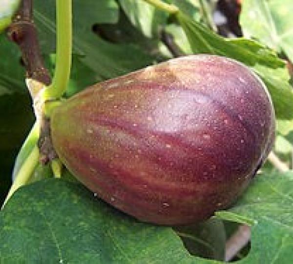 Black Mission Fig Image