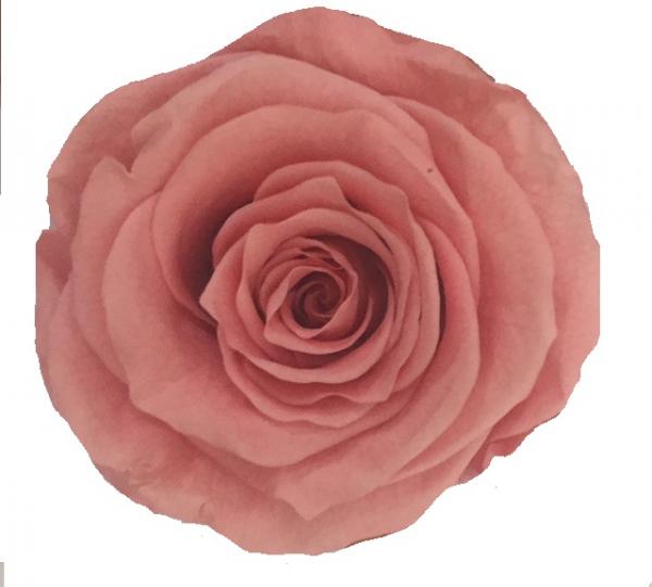 Different varieties of preserved flowers and foliage - Wide range of colors Image