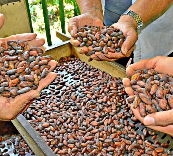 Cacao beans Origin Finca Santamaria Image