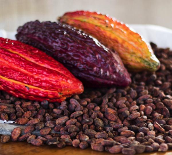COCOA BEANS Image