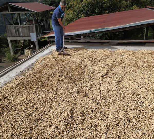 Special green coffee variety Castillo Image