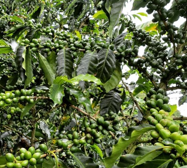 STELLAR COFFEE Image