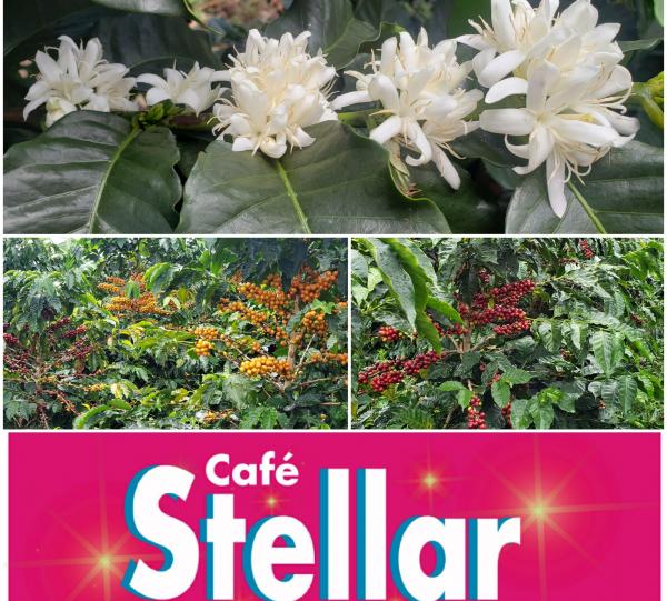 STELLAR COFFEE Image