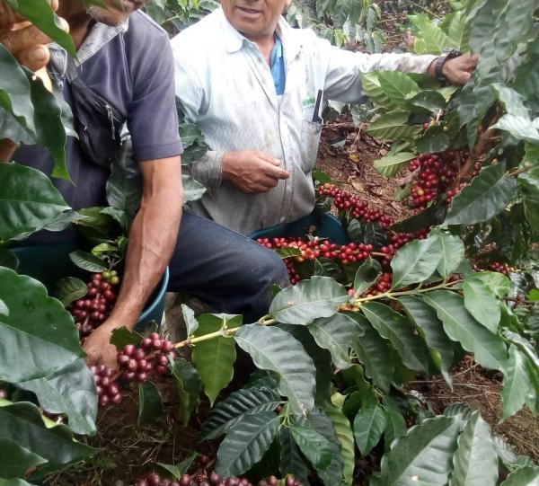 STELLAR COFFEE Image