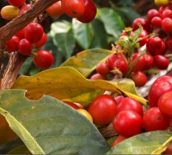 Roasted Coffee Beans Image