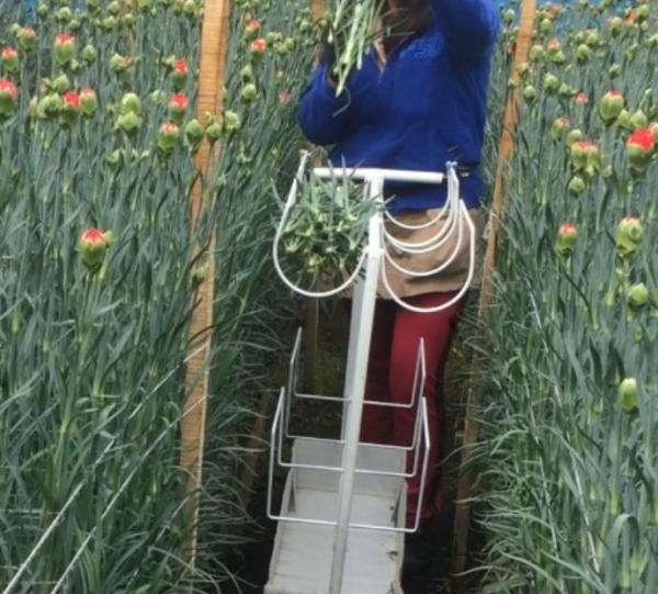 Clipped flower / supply cart Image