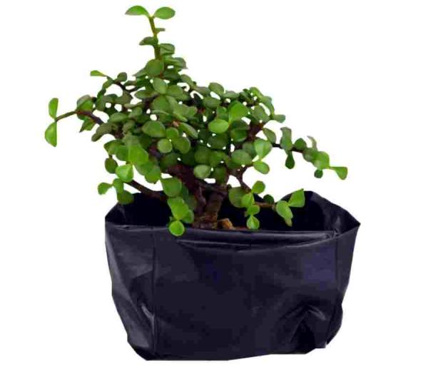 Cassava starch bags Image