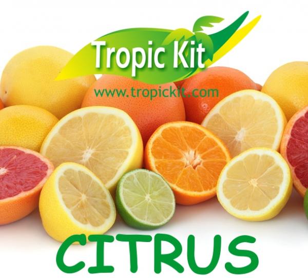 perdian limes- tahiti limes Image