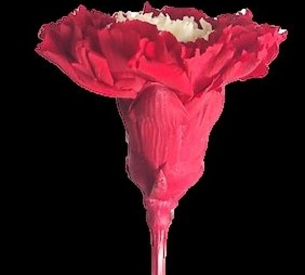 Different varieties of preserved flowers and foliage - Wide range of colors Image