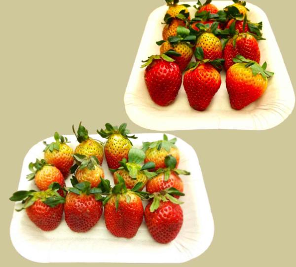 Sugarcane bagasse trays Image