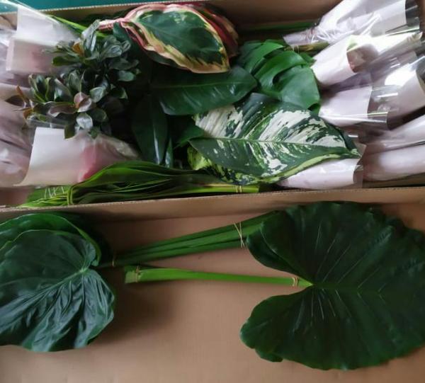 Ornamental tropical foliage Image