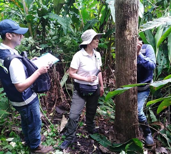 Products: - Round teak wood with bark, dimensioned in cm of circumference diameter (Rough wood) Image