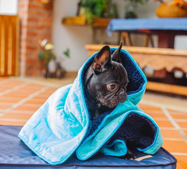 COBIJA PARA PERRO COMERCIALIZADORA REYES MU OZ S A S Colombian